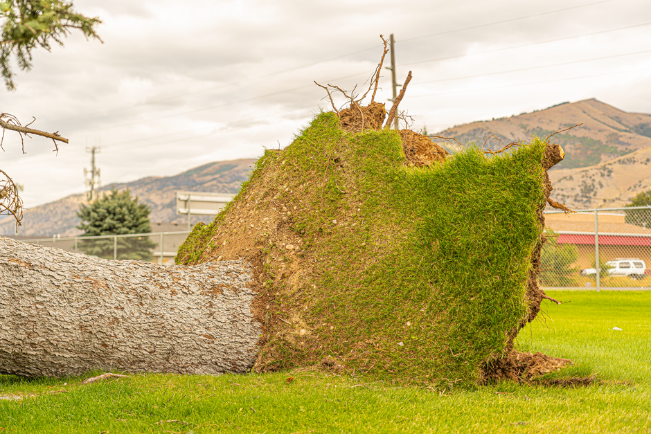 The image depicts a grassy area with a vibrant green lawn in the foreground, leading to a row of fallen trees and large tree stumps in the background. The fallen trees have broken trunks and exposed r